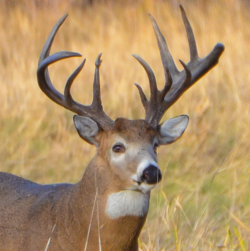 Buck with large antlers.
